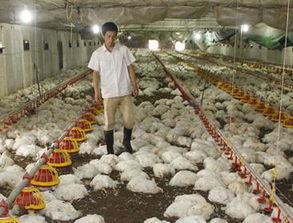 肉雞突死症 肉雞突死症