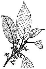 剛毛藤山柳 剛毛藤山柳