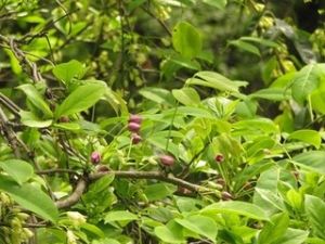 昆明鷹爪楓 昆明鷹爪楓