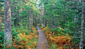 芬迪國家公園 芬迪國家公園