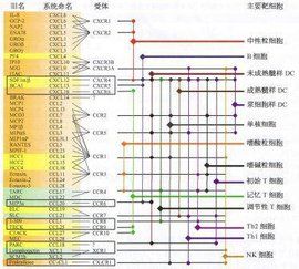 趨化因子 趨化因子