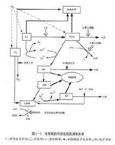 活性氧類 活性氧類