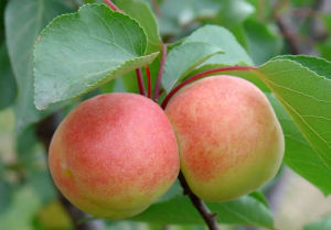 桃[薔薇科桃屬植物]