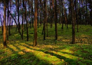 唐家大山森林公園 唐家大山森林公園