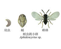 蚜蟲跳小蜂