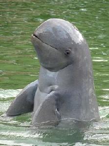 伊河海豚 伊河海豚