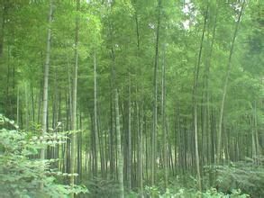 茂林修竹 茂林修竹