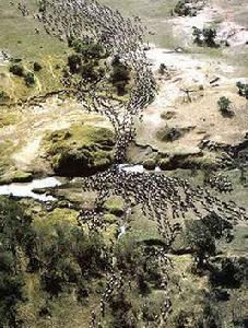 動物遷徙 動物遷徙