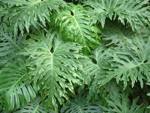 裂葉喜林芋 裂葉喜林芋