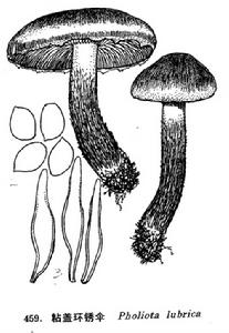 粘環銹傘 粘環銹傘