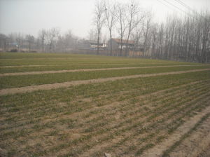 楊崗村[河南鄧州市小楊營鄉下轄村]