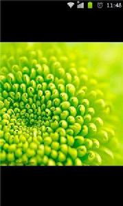 萬花從中一點紅 萬花從中一點紅