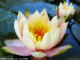 清心[中醫治療學術語]