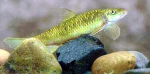 雲南盤鮈 雲南盤鮈