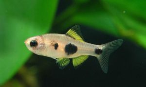 夢幻小丑燈 夢幻小丑燈