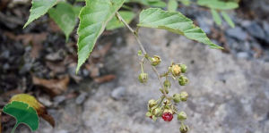 短柄黃脈莓 短柄黃脈莓