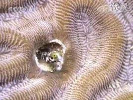 潛海姑娘 潛海姑娘