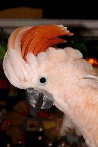 摩鹿加鳳頭鸚鵡 摩鹿加鳳頭鸚鵡