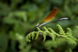 細胸珈蟌 細胸珈蟌