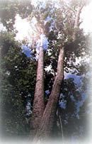 西雙版納空中走廊 西雙版納空中走廊