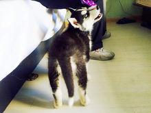 西伯利亞雪橇犬