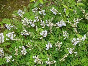 異長齒黃耆 異長齒黃耆