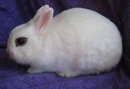 侏儒熊貓兔 侏儒熊貓兔