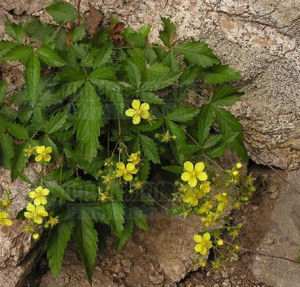 大理委陵菜 大理委陵菜