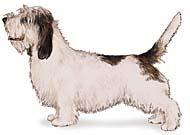 小型格里芬巴塞特犬