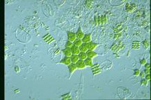 單角盤星藻