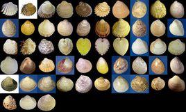 鳥尾蛤科 鳥尾蛤科