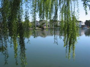 無心插柳柳成蔭 無心插柳柳成蔭