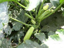 綠皮密生西葫蘆 綠皮密生西葫蘆