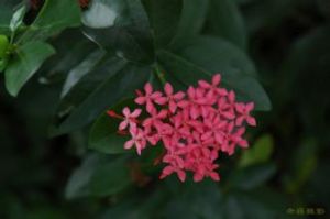 洋紅龍船花 洋紅龍船花