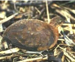 灰腿穴(共鳥) 灰腿穴(共鳥)