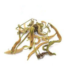 矩圓石韋 矩圓石韋