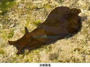 雜斑海兔 雜斑海兔
