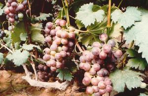 村產葡萄