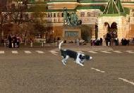 小狗飛盤 小狗飛盤