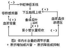 體內水含量的調節示意