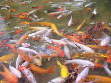 錦鯉魚照片集錦