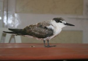 褐翅燕鷗西印度洋亞種