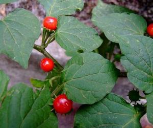 十萼茄[十萼茄]