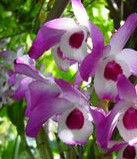 石斛的功能與作用