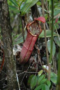 奇異豬籠草與諾斯豬籠草的自然雜交種