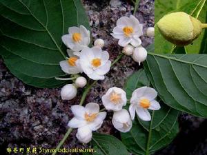 郁香野茉莉 郁香野茉莉