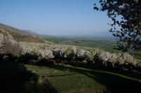 新疆野果林 新疆野果林