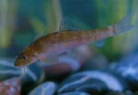 暗色唇鯪 暗色唇鯪