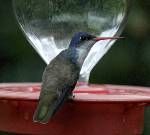 紫冠蜂鳥 紫冠蜂鳥