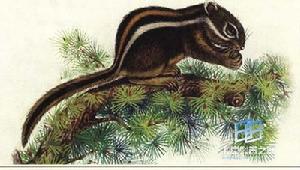 （圖）明紋花松鼠